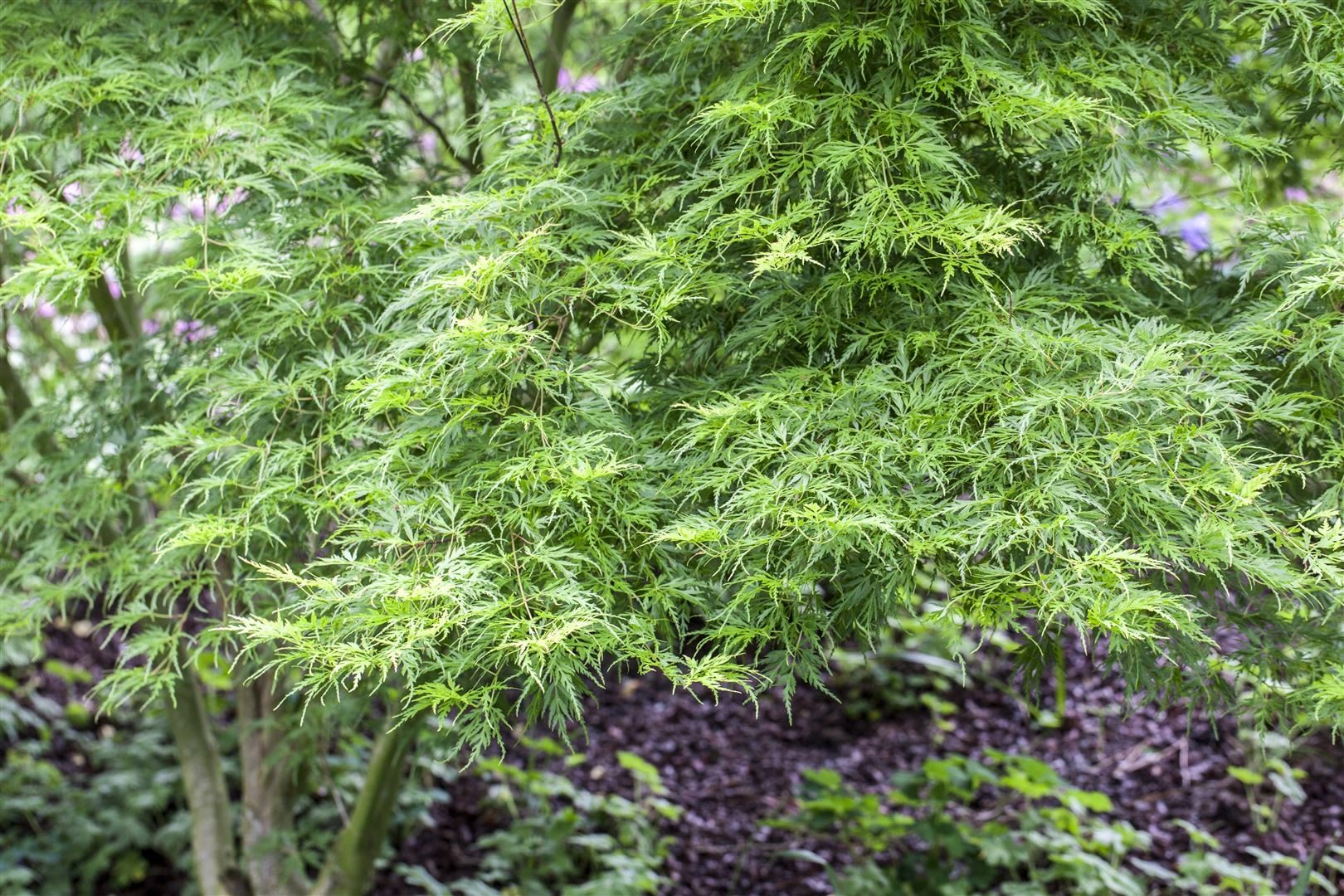 Acer palmatum 'Seiryu', Japanischer Ahorn, filigran, 60&ndash;80 cm - Bild 1