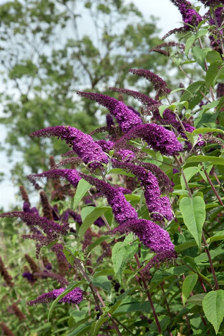 Buddleja 'African Queen', Schmetterlingsflieder, violett, 100–125 cm