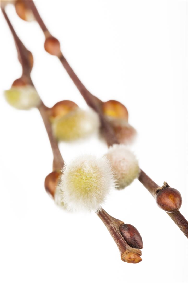 Salix caprea 'Nico', K&auml;tzchenweide, 60 cm Stammh&ouml;he - Bild 1