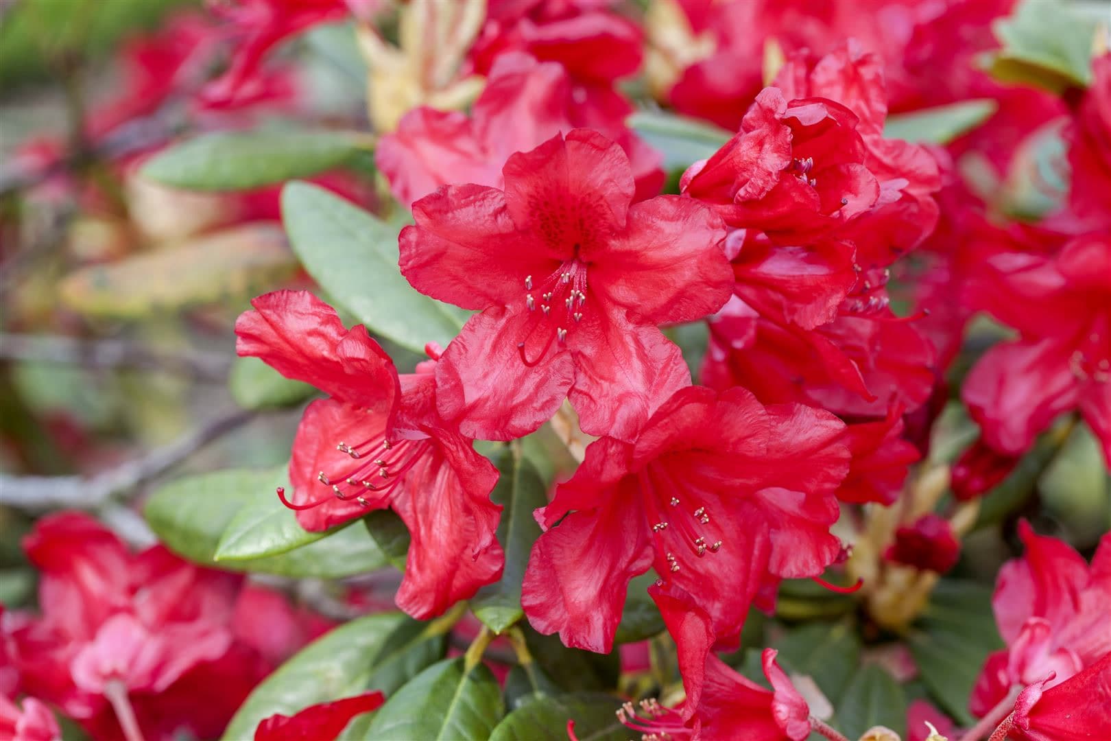 Rhododendron yakusimanum 'Bohlkens Roter Stern', rot, 25&ndash;30 cm - Bild 1