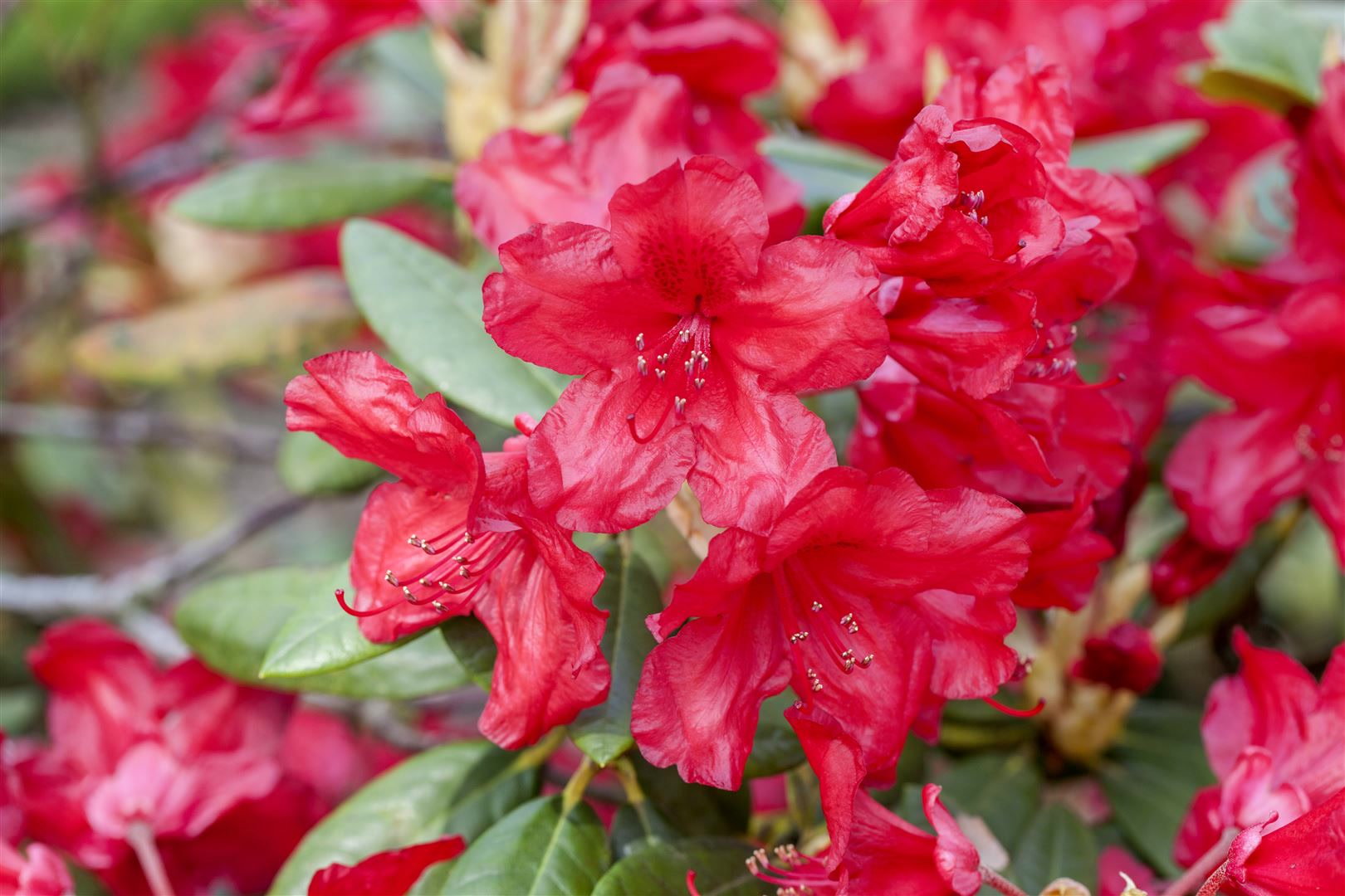 Rhododendron yakusimanum 'Bohlkens Roter Stern', rot, 30&ndash;40 cm - Bild 1