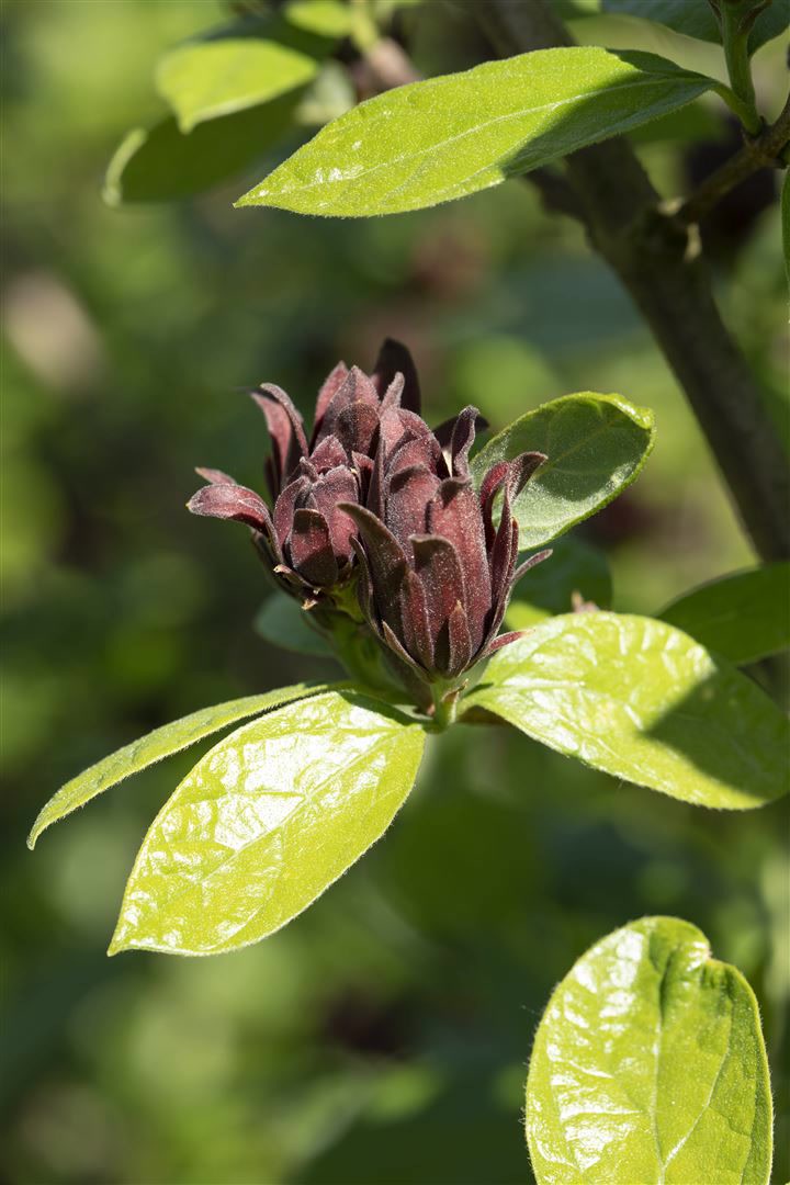 Calycanthus floridus, Gew&uuml;rzstrauch, aromatisch, 30&ndash;40 cm - Bild 1