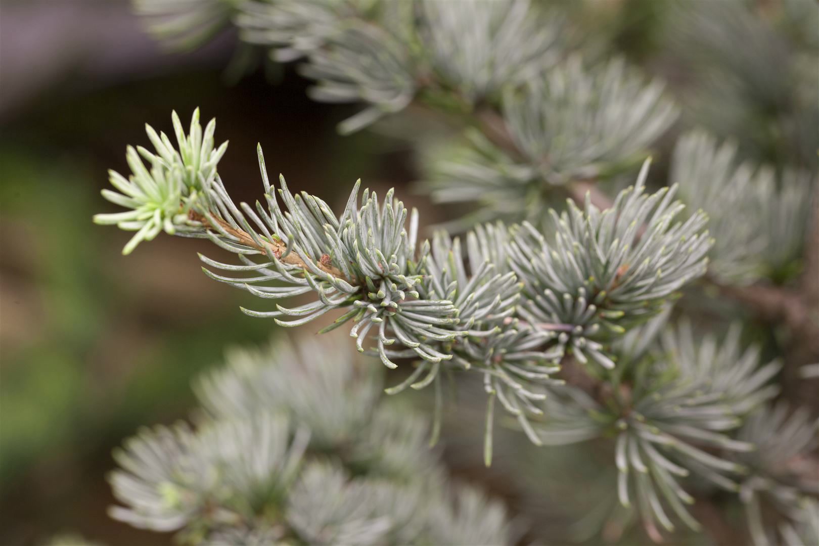 Cedrus atlantica 'Glauca', Atlas-Zeder, blau-gr&uuml;n, 60&ndash;80 cm - Bild 1