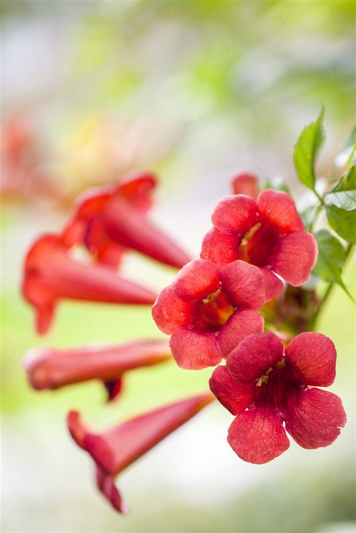 Campsis radicans 'Fire Trumpet', Klettertrompete, orange-rot, 60&ndash;100 cm - Bild 1