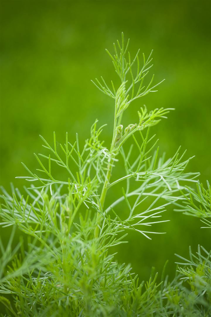 Artemisia abrotanum maritima, Eberraute, aromatisch, ca. 11x11 cm Topf - Bild 1