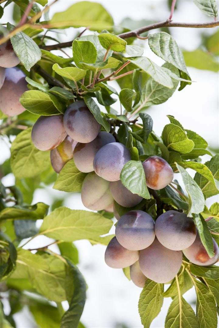 Prunus domestica 'Ruth Gerstetter', Pflaume, 150&ndash;200 cm - Bild 1