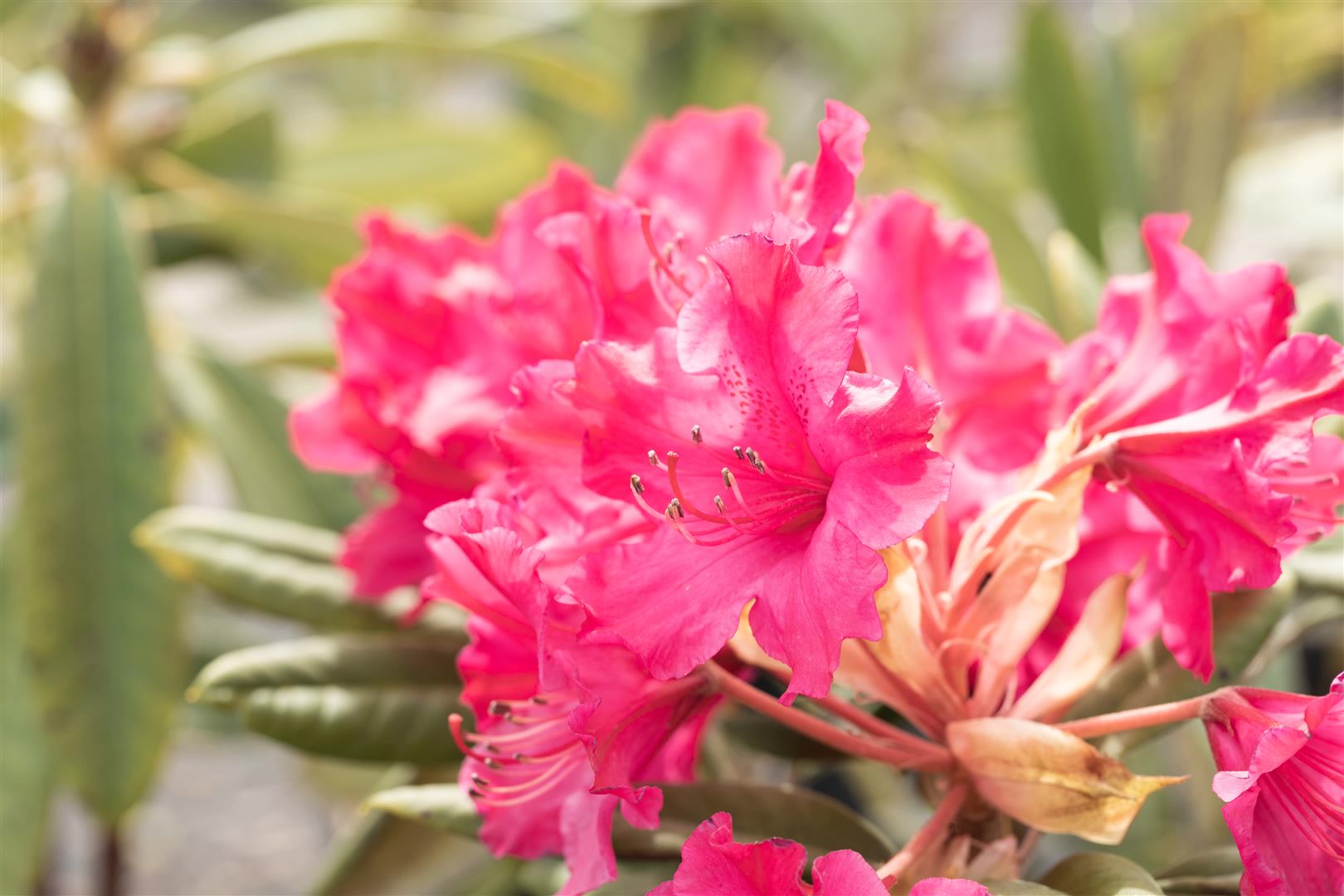 Rhododendron Hybr. smirnowii 'Weinlese', rot, 30&ndash;40 cm - Bild 1