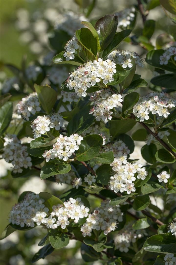 Aronia prunifolia 'Viking', Apfelbeere, schwarz, 40&ndash;60 cm - Bild 1