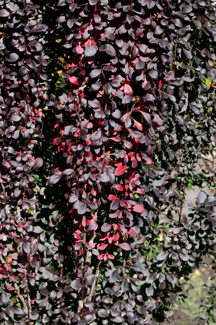 Berberis thunbergii 'Red Pillar', S&auml;ulen-Berberitze, rotlaubig, 25&ndash;30 cm - Bild 1