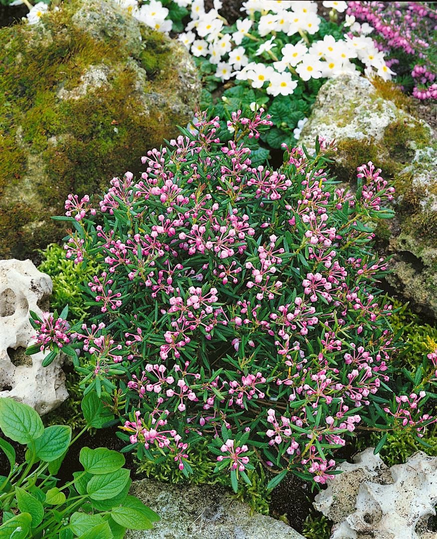 Andromeda polifolia 'Nikko', Lavendelheide, immergr&uuml;n, 30&ndash;40 cm - Bild 1