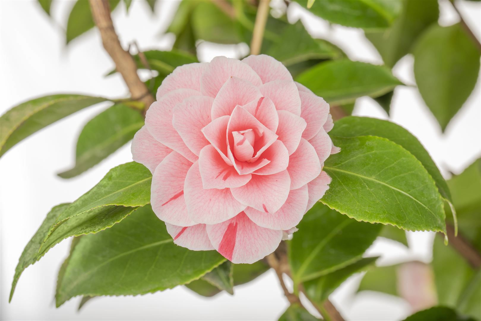 Camellia japonica 'Bonomiana', Kamelie, rosa-weiß, 30–40 cm