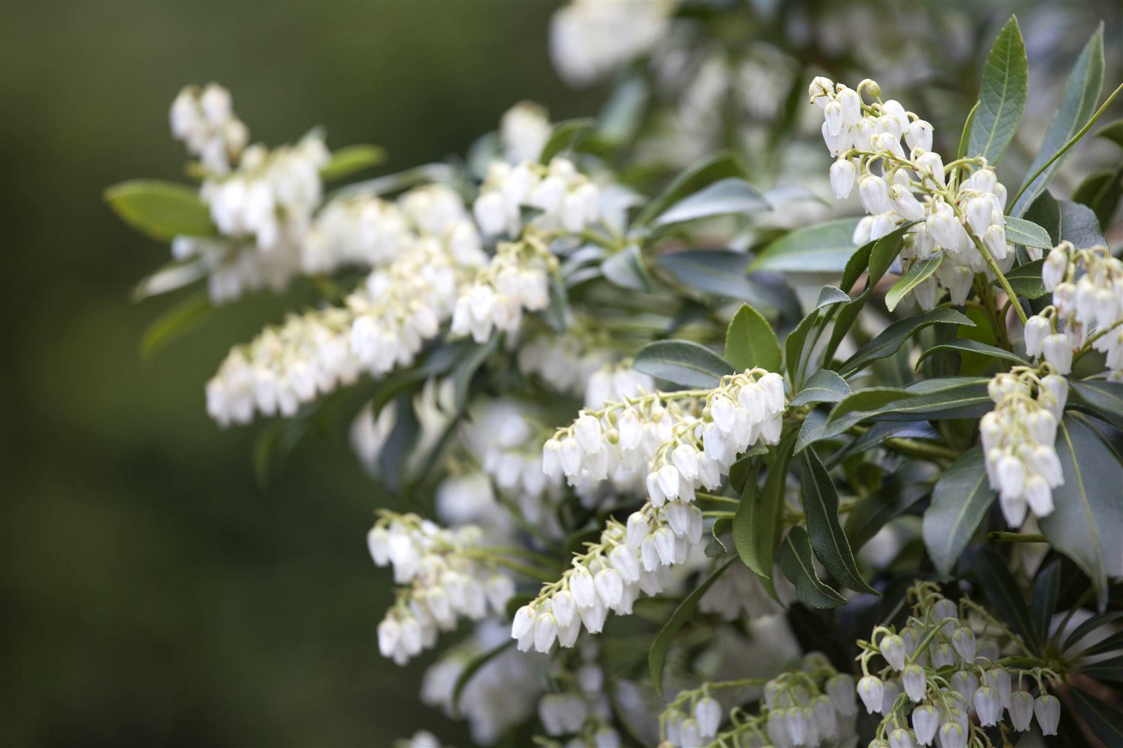 Pieris japonica, Japanische Lavendelheide, 30&ndash;40 cm - Bild 1