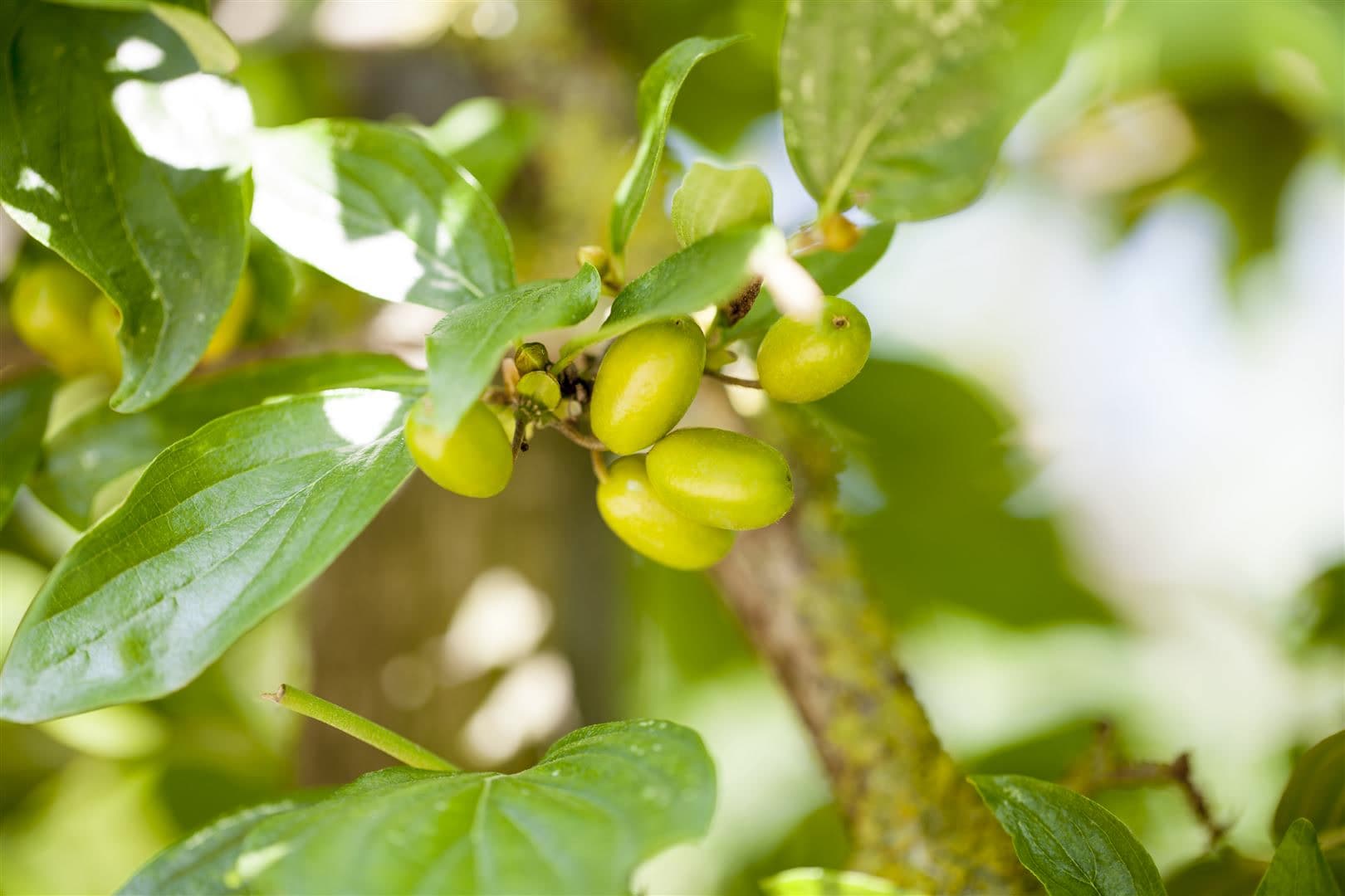 Cornus mas 'Jolico', Kornelkirsche, gelbe Bl&uuml;ten, 60&ndash;80 cm - Bild 1