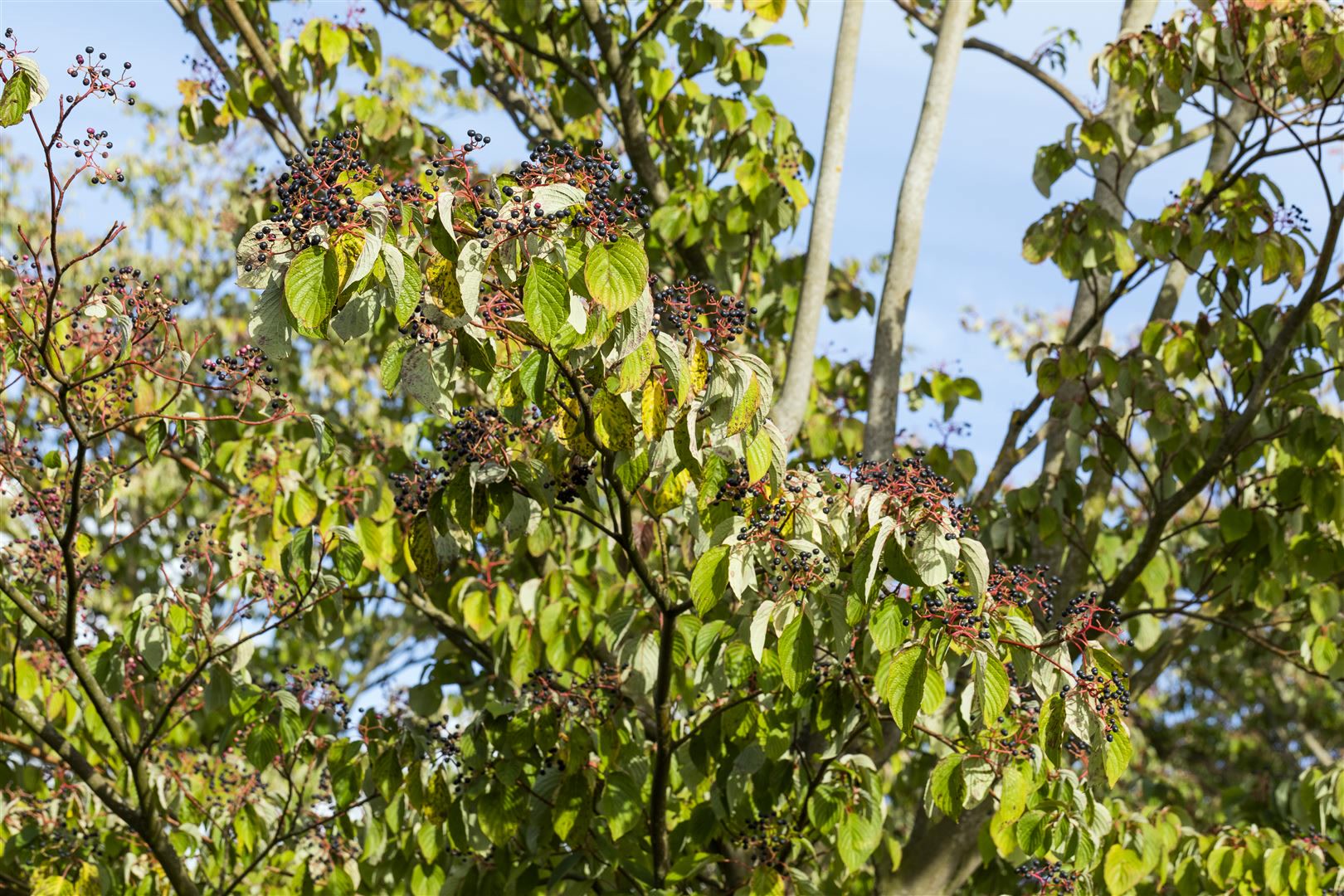 Cornus sanguinea, Roter Hartriegel, 40&ndash;60 cm - Bild 1