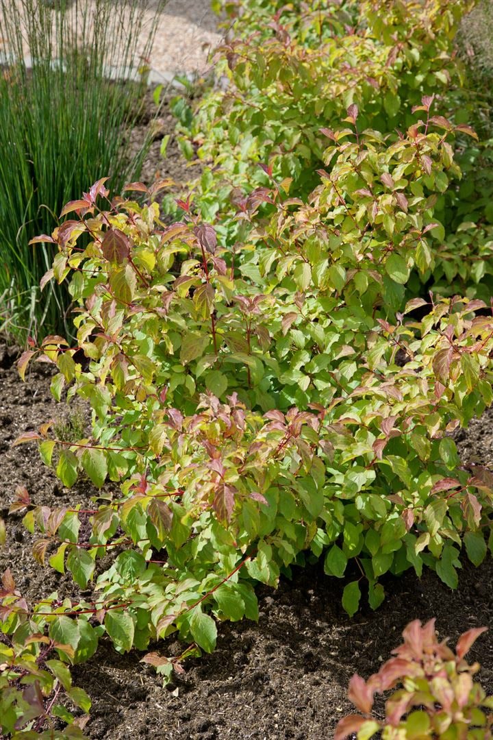 Cornus sanguinea 'Midwinter Fire', Hartriegel, leuchtend orange, 60&ndash;100 cm - Bild 1