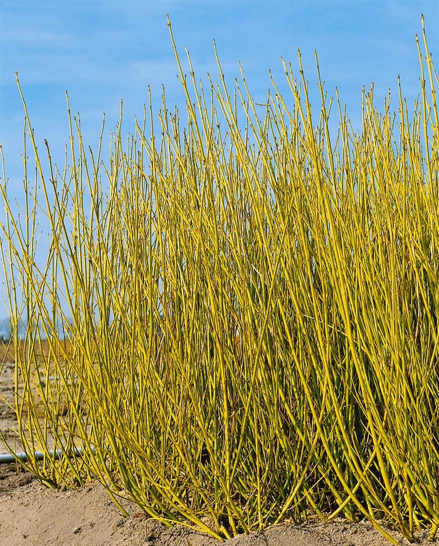 Cornus sericea 'Flaviramea', Gelbholz-Hartriegel, 40&ndash;60 cm - Bild 1