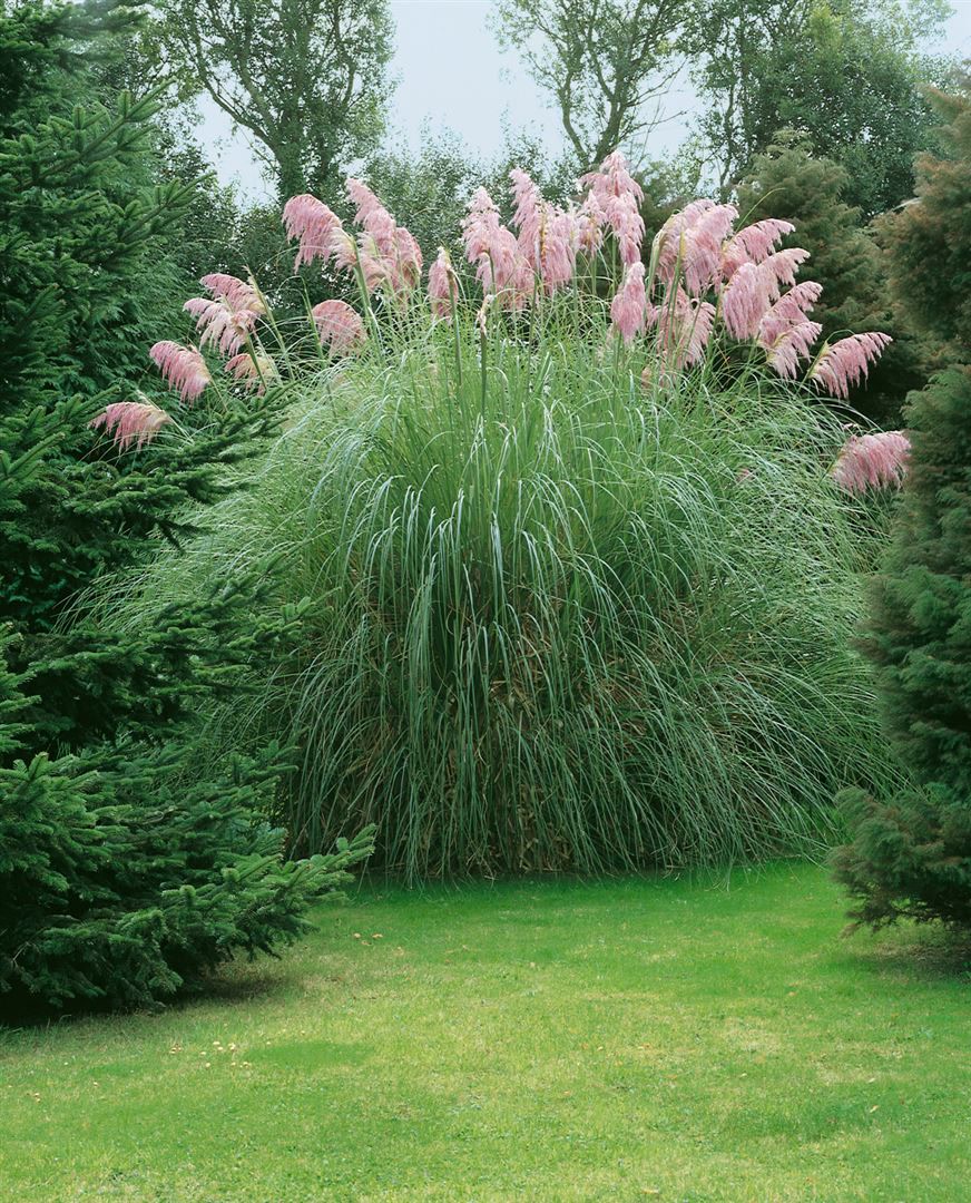 Cortaderia selloana 'Rosea', Pampasgras, rosa, 3-5 Liter Container - Bild 1