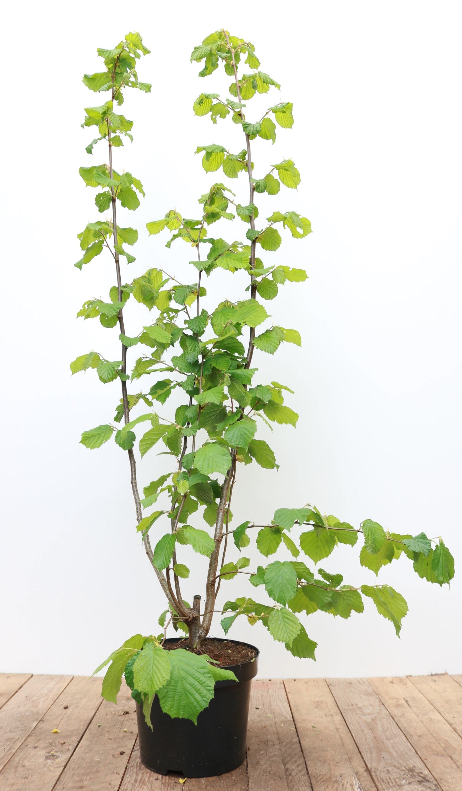 Corylus avellana, Haselnuss, 60&ndash;100 cm - Bild 1