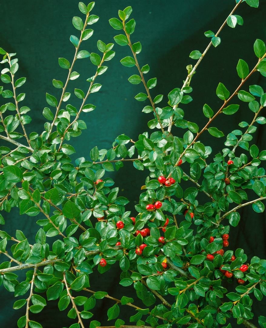 Cotoneaster divaricatus, Strauchmispel, 40&ndash;60 cm - Bild 1