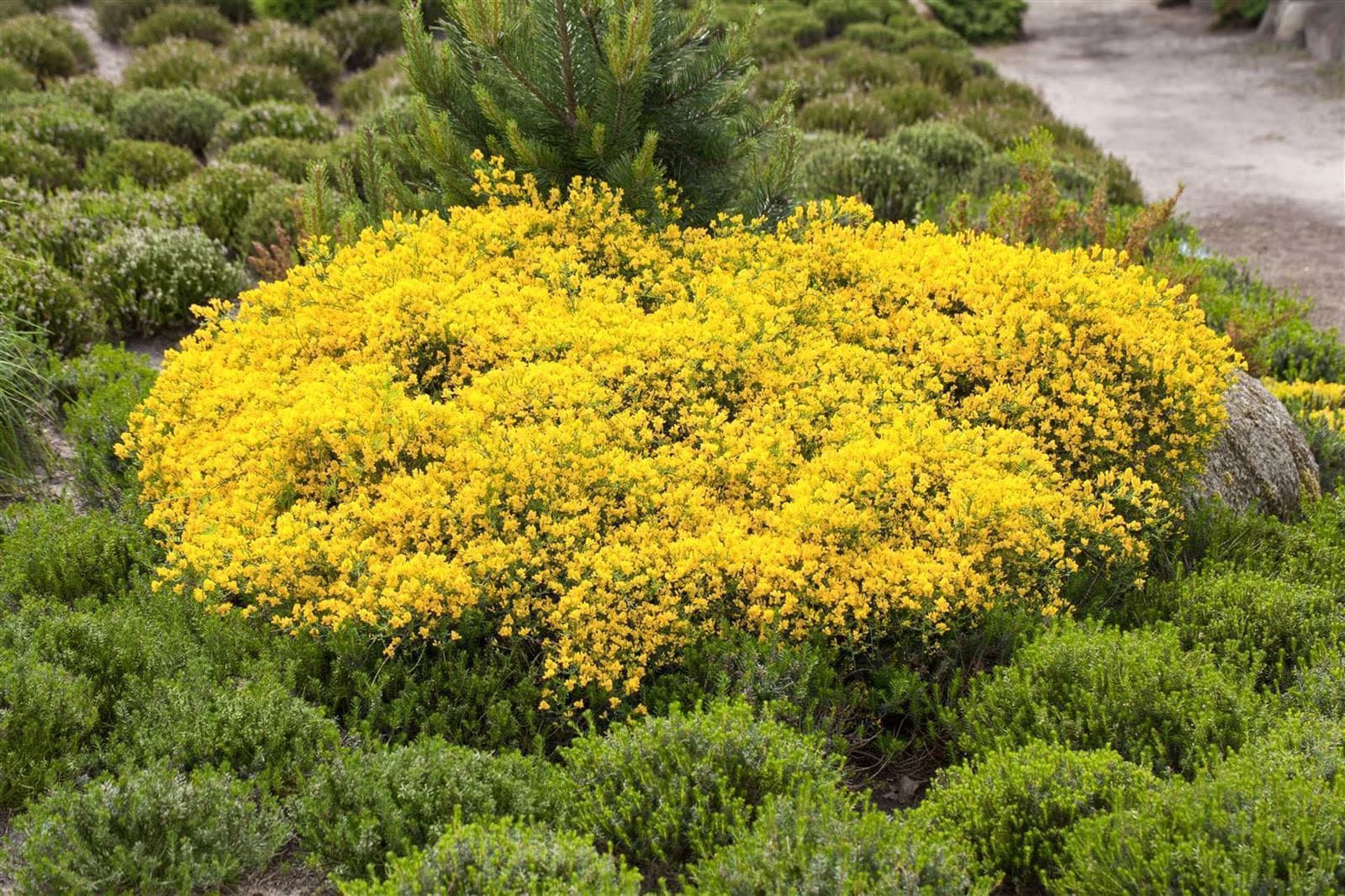 Cytisus beanii, Ginster, gelb, 30&ndash;40 cm - Bild 1