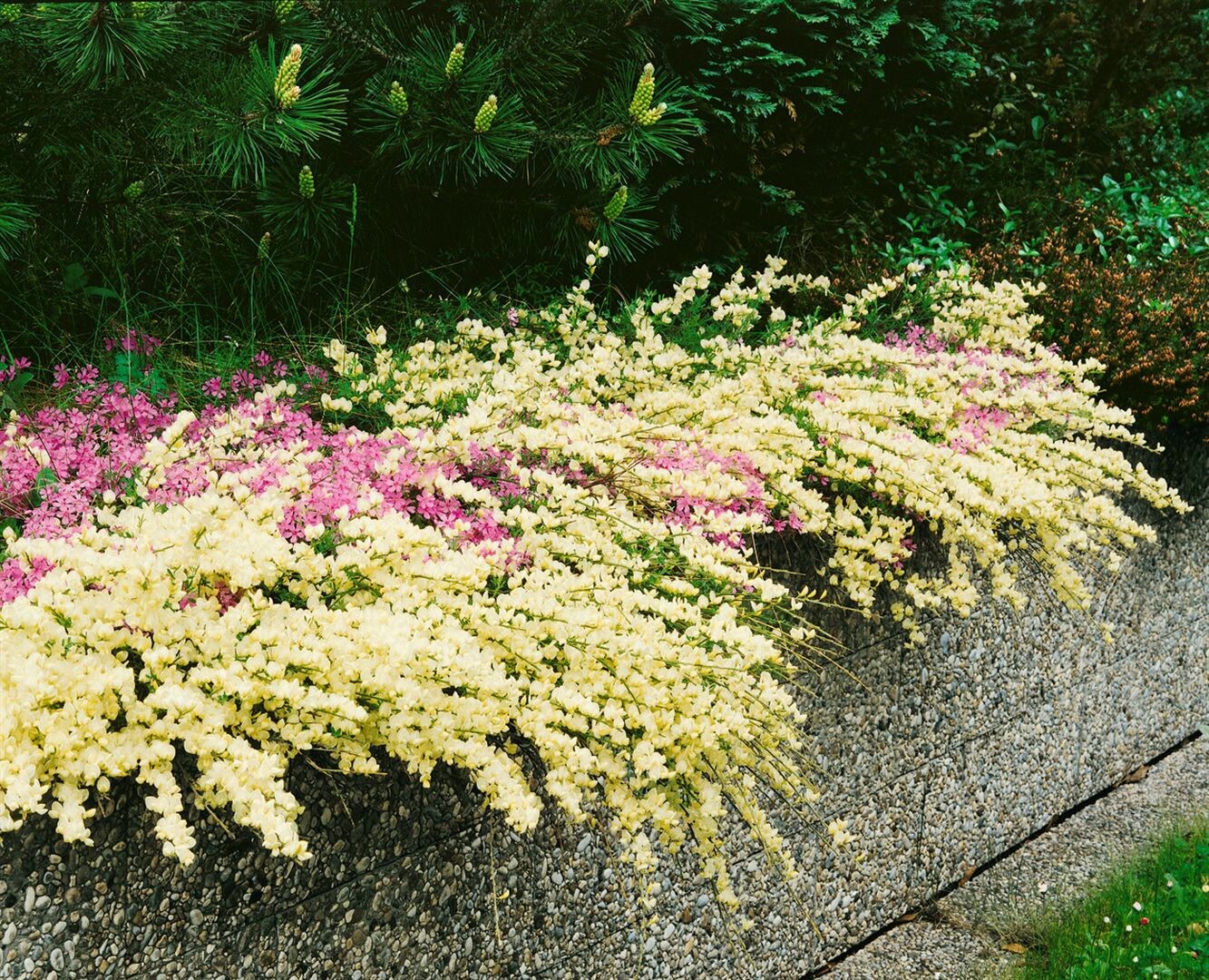 Cytisus kewensis, Besenginster, cremegelb, 20&ndash;30 cm - Bild 1