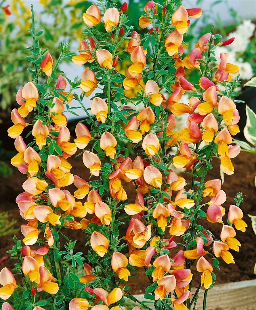 Cytisus scoparius ‚Apricot Gem‘, Besenginster, apricot, 40–60 cm | 04063654820666