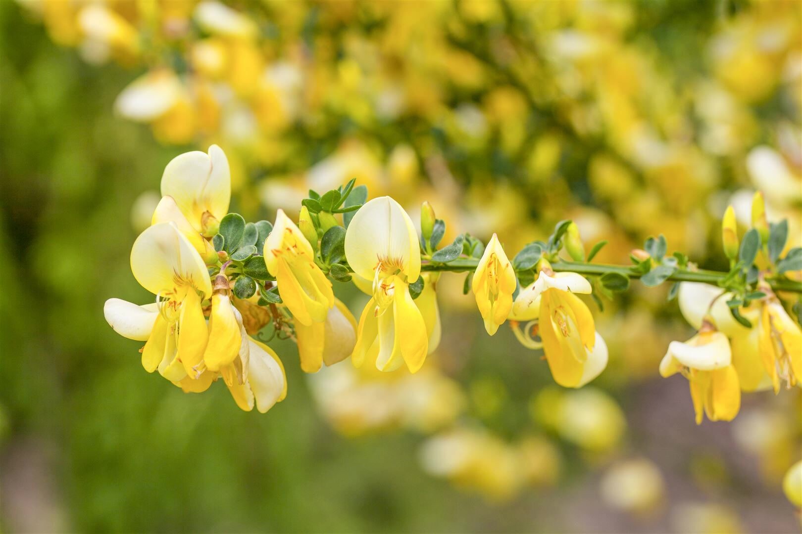 Cytisus scoparius ‚Dukaat‘, Besenginster, gelb, 20–30 cm | 04063654819769