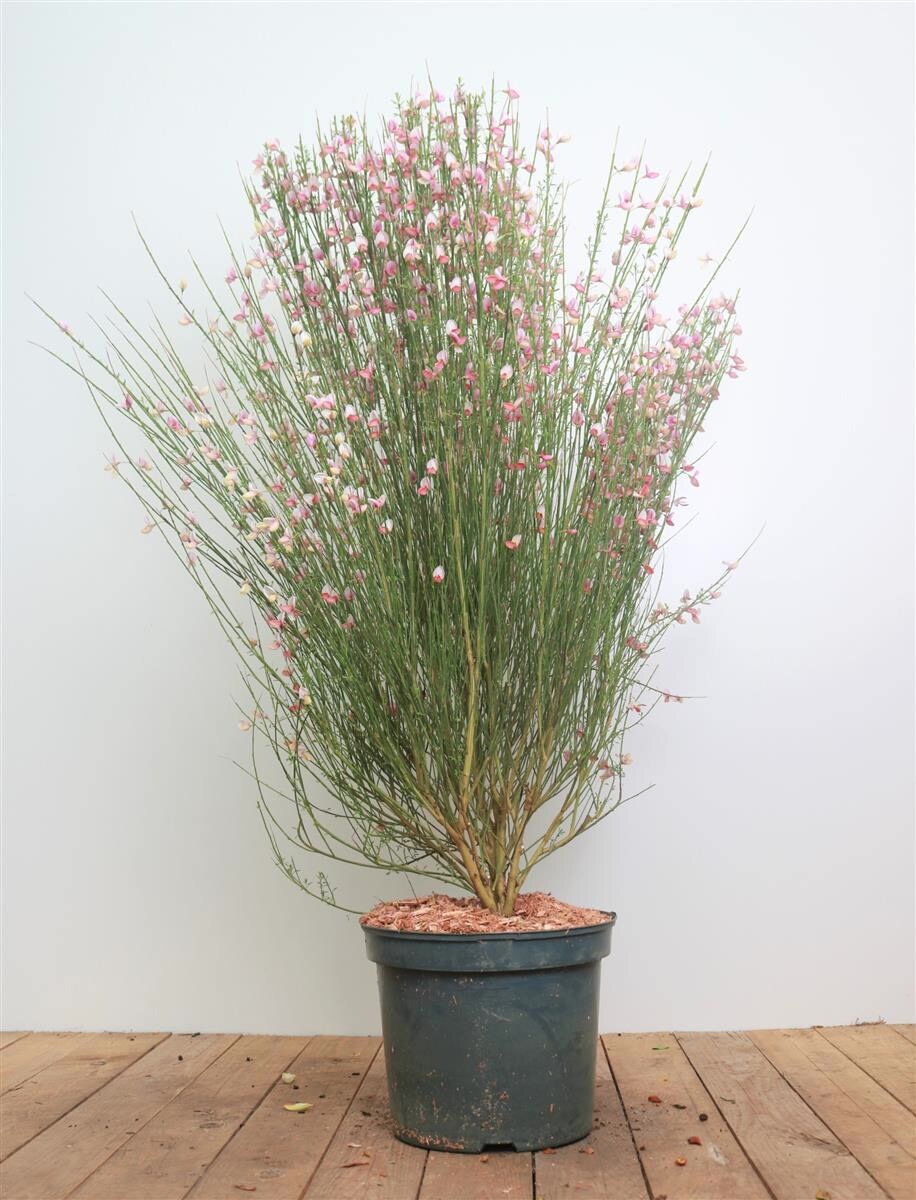 Cytisus scoparius 'Moyclare Pink', Besenginster, rosa Blüten, 60–80 cm