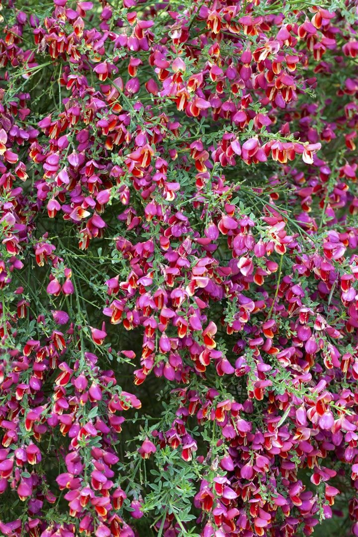 Cytisus scoparius 'Roter Favorit', Besenginster, rot, 60&ndash;80 cm - Bild 1