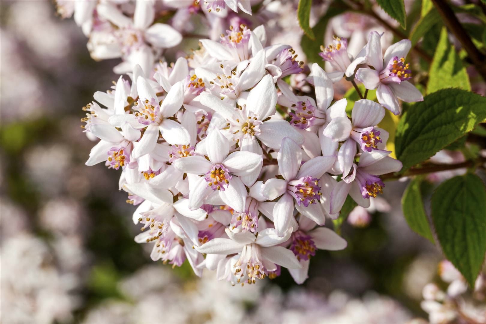 Deutzia rosea 'Yuki Snowflake', Maiblumenstrauch, wei&szlig;, 40&ndash;60 cm - Bild 1