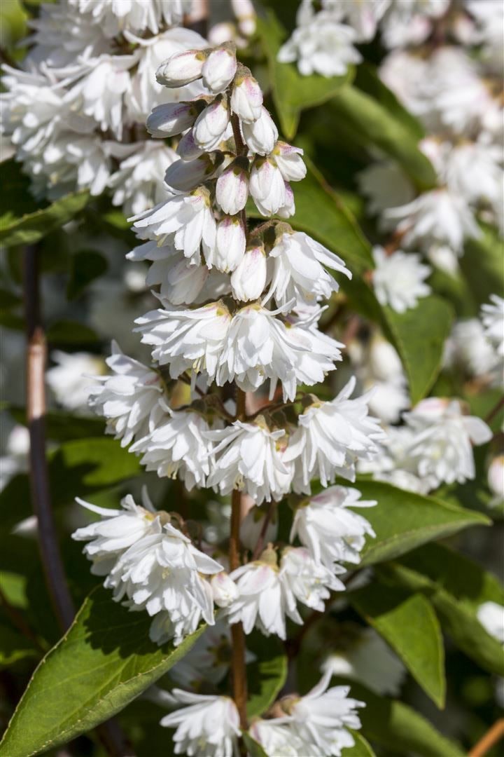 Deutzia scabra 'Plena', Maiblumenstrauch, gef&uuml;llt, 80&ndash;100 cm - Bild 1