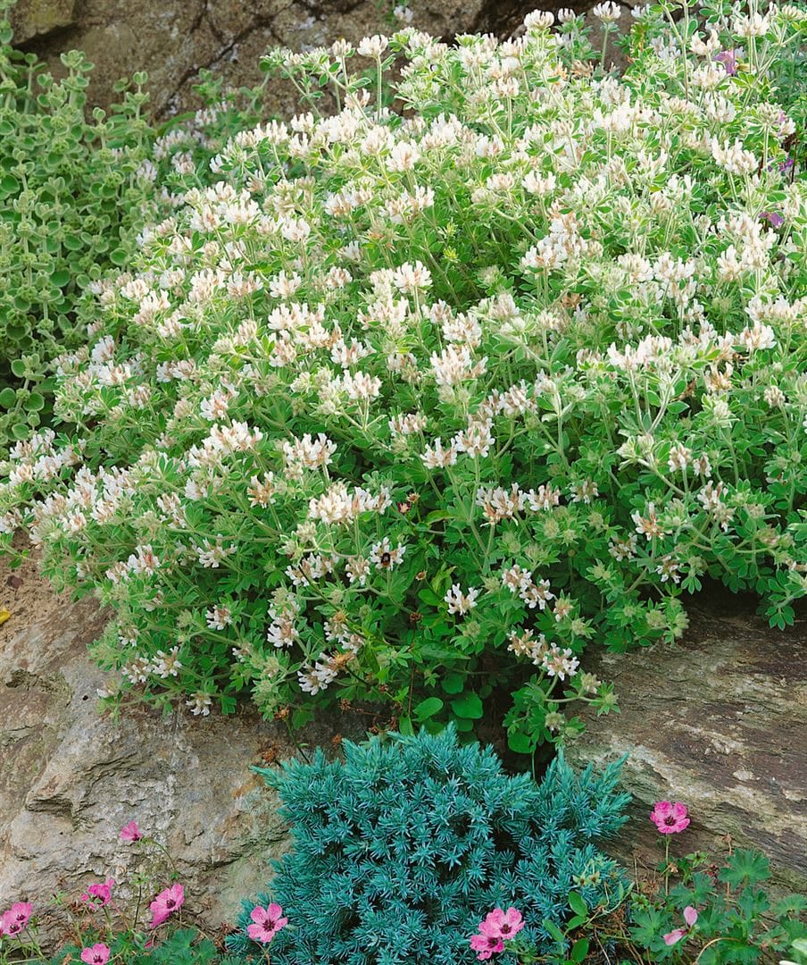 Dorycnium hirsutum, Behaarter Backenklee, 2 Liter Container - Bild 1