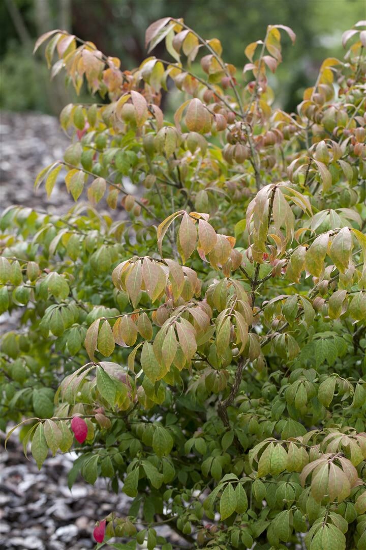 Euonymus alatus ‚Compactus‘, Flügel-Spindelstrauch, 30–40 cm | 04063654817604