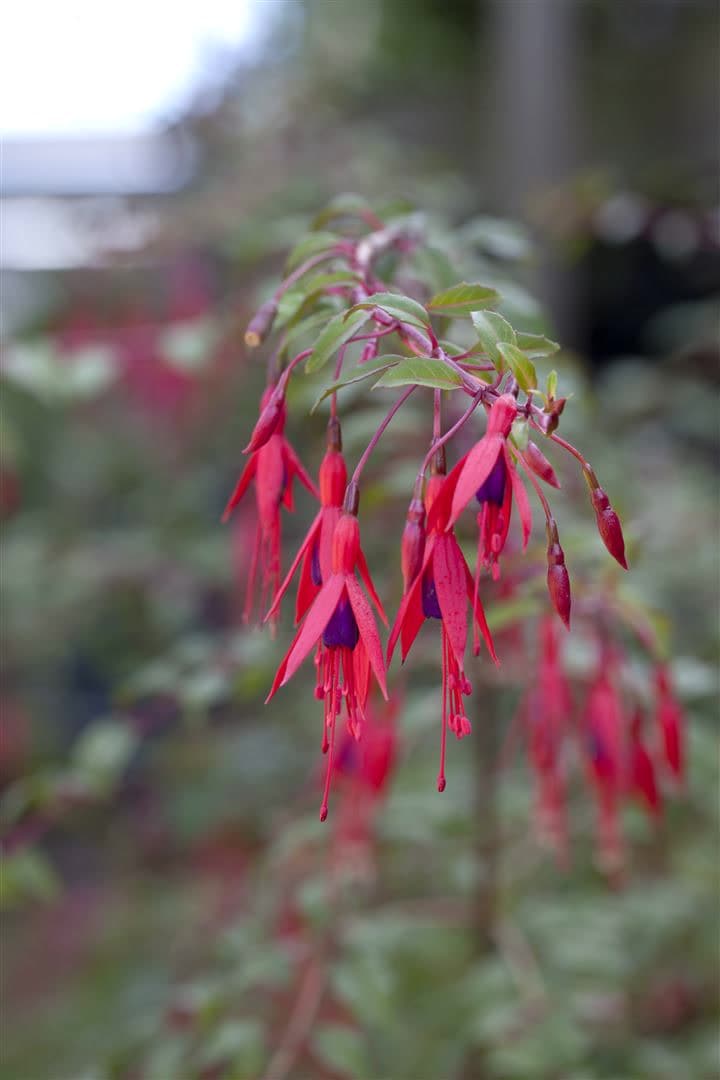 Fuchsia magellanica 'Riccartonii', winterhart, rot-violett, 30&ndash;40 cm - Bild 1