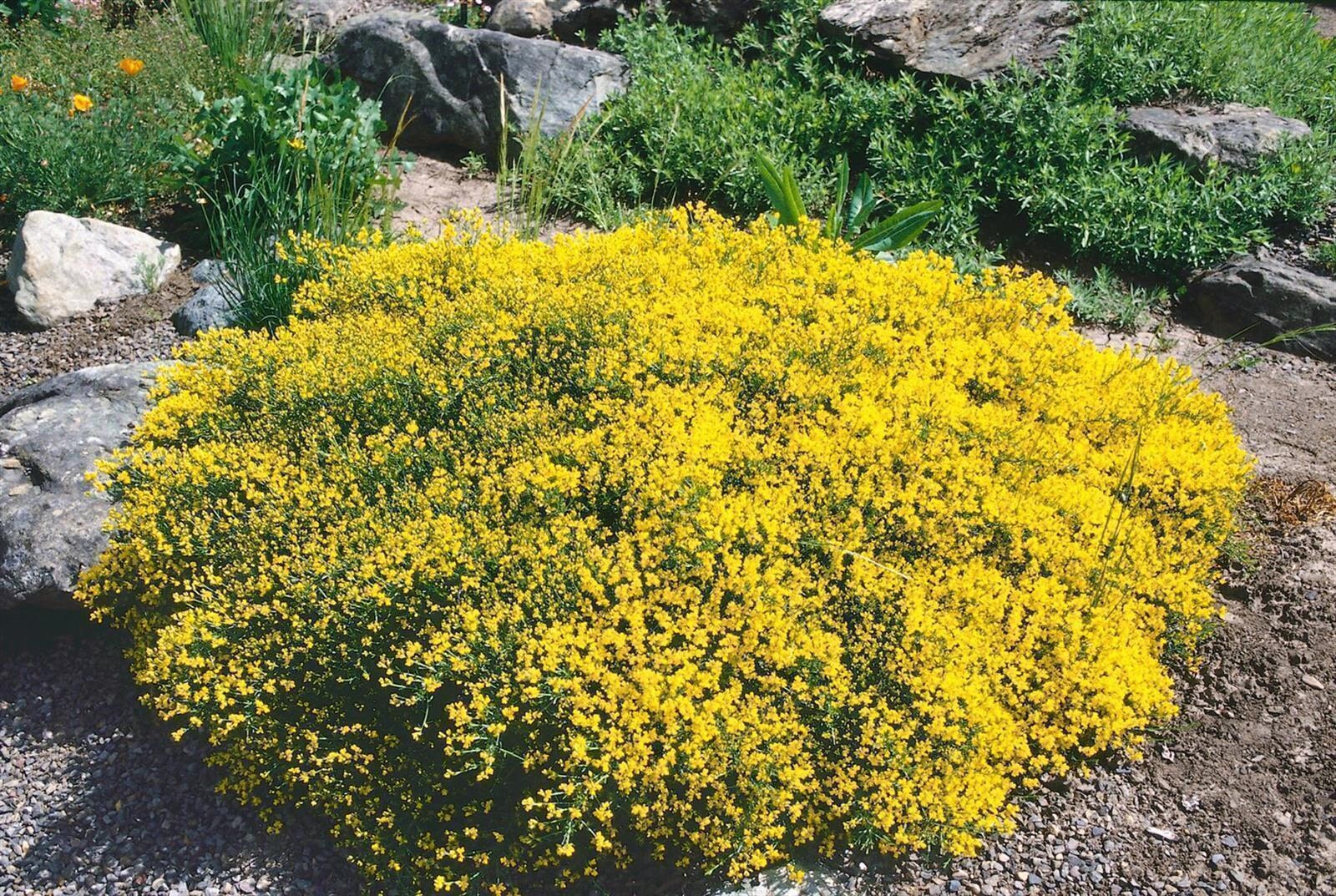 Genista pilosa, Besen-Ginster, gelb, 20&ndash;30 cm - Bild 1