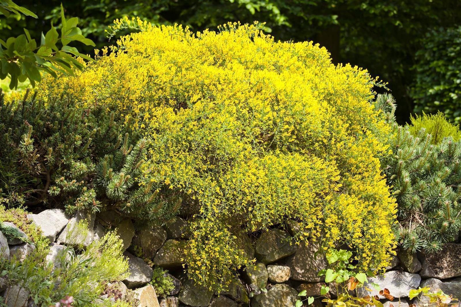 Genista pilosa 'Goldilocks', Ginster, goldgelb, 20&ndash;30 cm - Bild 1