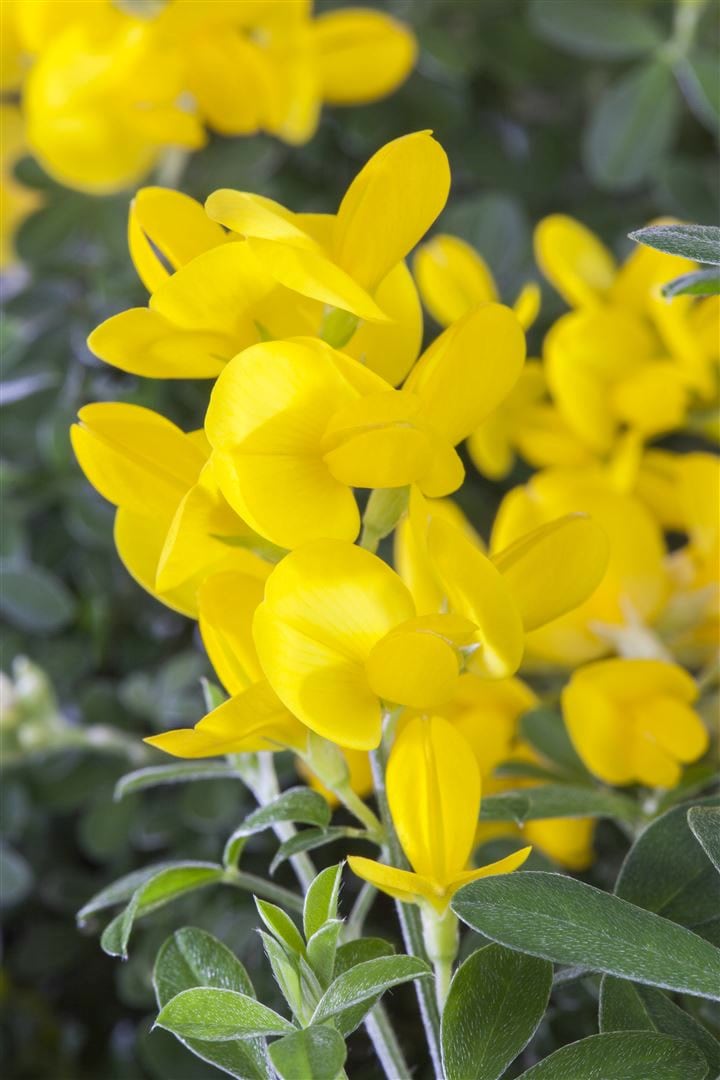 Genista tinctoria, F&auml;rber-Ginster, gelb, 30&ndash;40 cm - Bild 1
