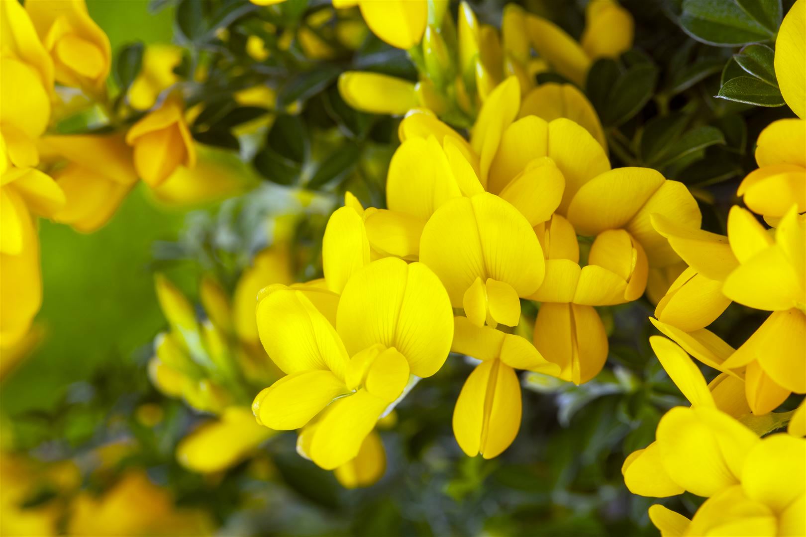 Genista tinctoria 'Royal Gold', F&auml;rber-Ginster, goldgelb, 30&ndash;40 cm - Bild 1