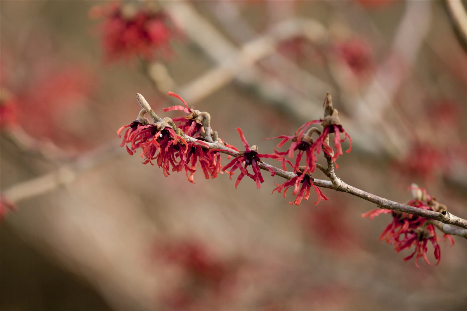 Hamamelis intermedia 'Ruby Glow', Zaubernuss, rot, 60&ndash;80 cm - Bild 1