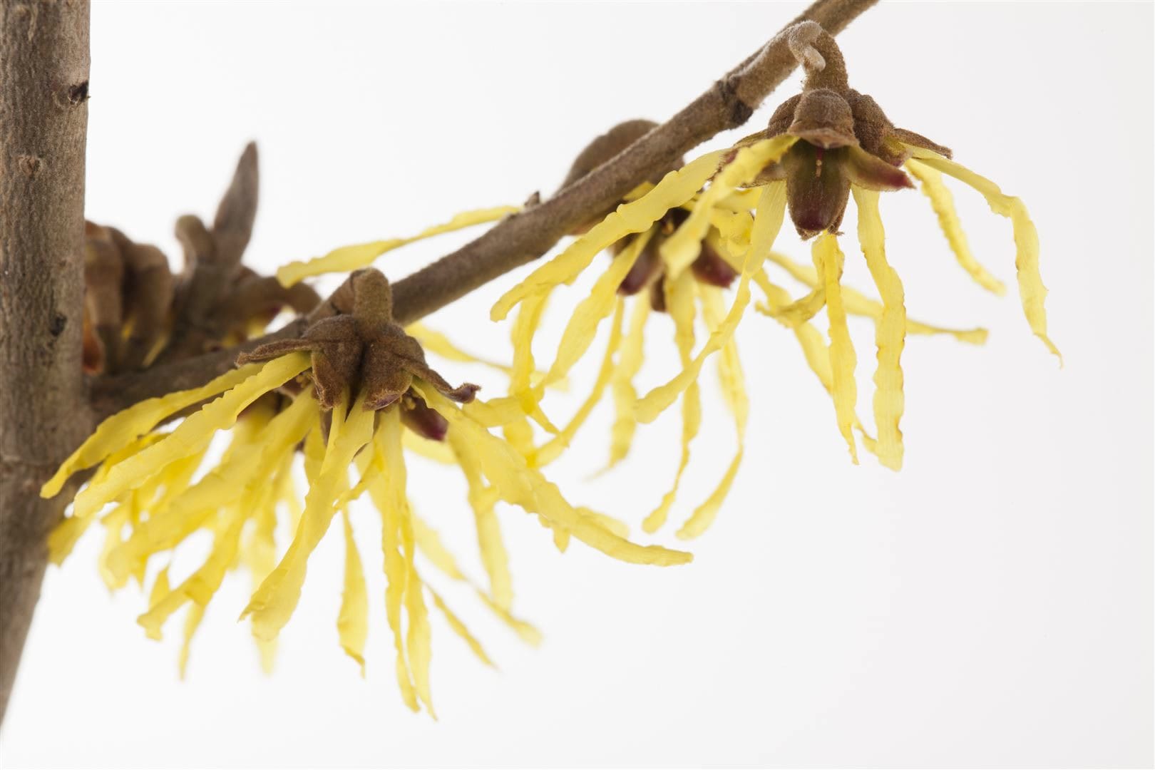 Hamamelis intermedia 'Pallida', Zaubernuss, gelb, 60&ndash;80 cm - Bild 1