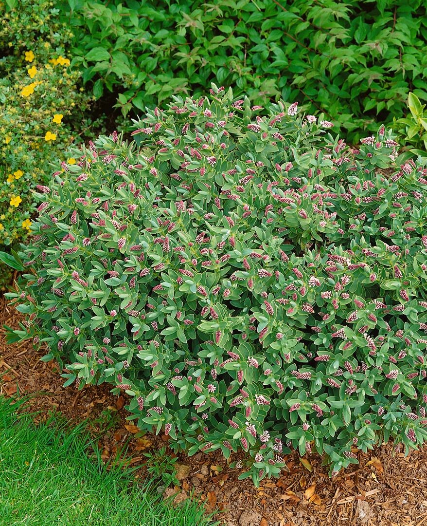 Hebe albicans, Strauchveronika, silbrig-gr&uuml;n, ca. 10 cm Topf - Bild 1