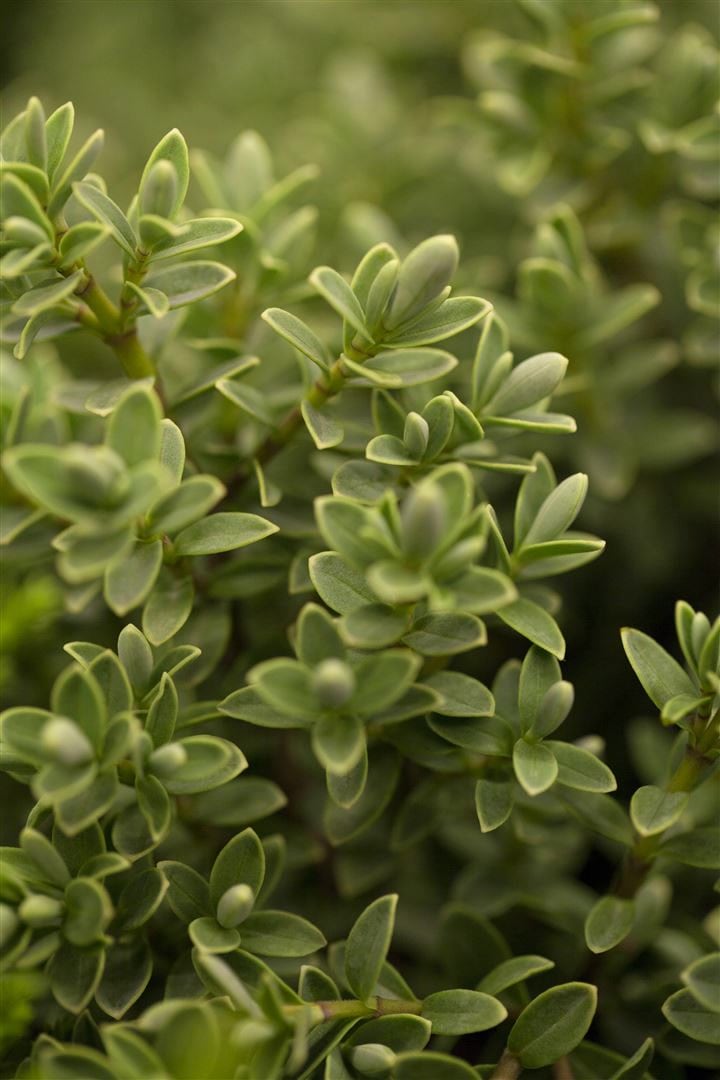 Hebe 'Green Globe', Strauchveronika, kompakt, 12&ndash;15 cm - Bild 1