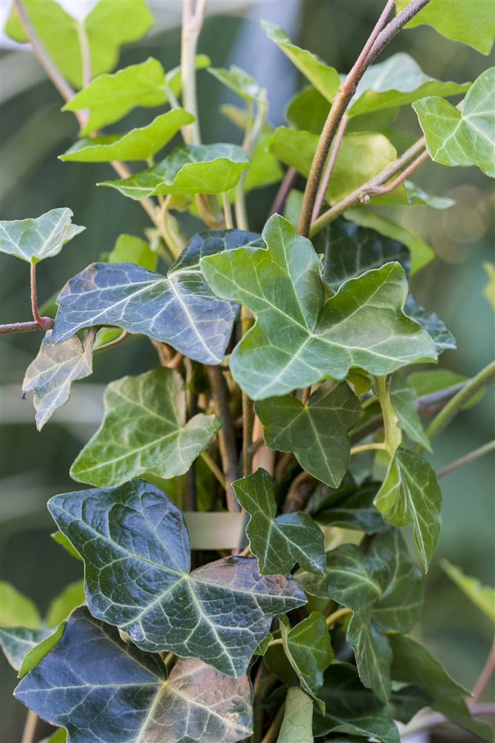 Hedera helix 'Hibernica', Irischer Efeu, 150&ndash;200 cm - Bild 1