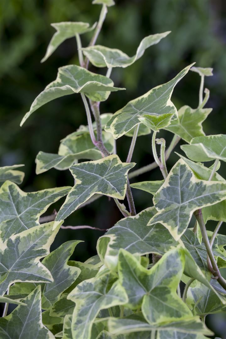 Hedera helix 'Little Diamond', Efeu, gr&uuml;n-wei&szlig;, ca. 9x9 cm Topf - Bild 1