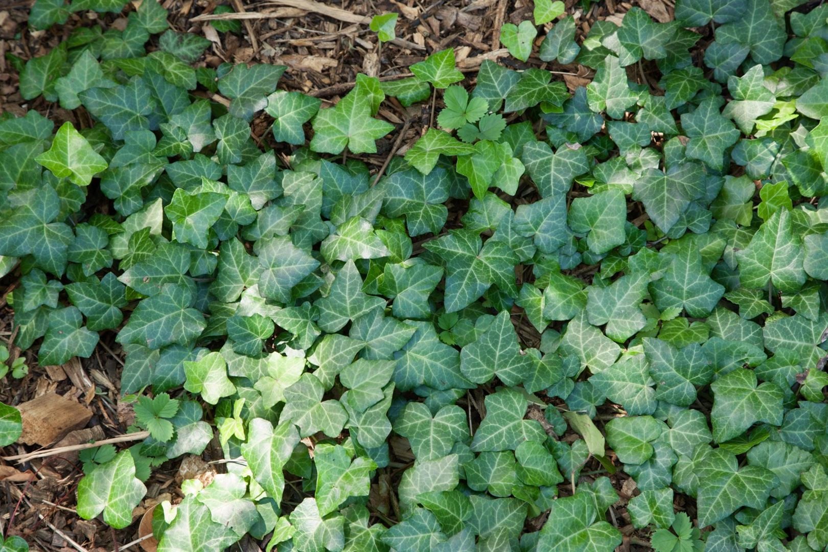 Hedera helix 'Spetchley', Efeu, kompakt, 20&ndash;25 cm - Bild 1