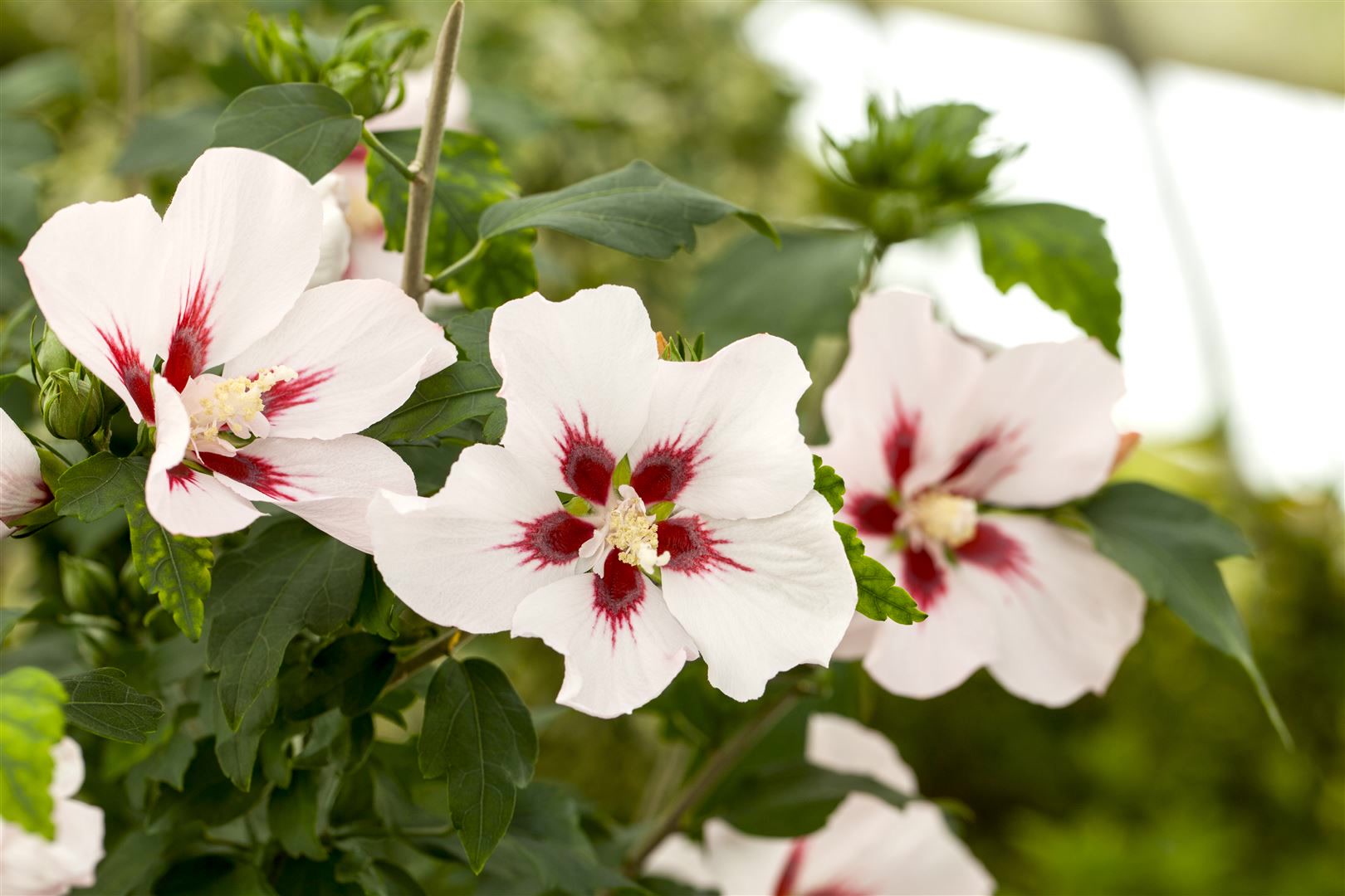 Hibiscus syriacus 'Hamabo', Roseneibisch, rosa Bl&uuml;ten, 80&ndash;100 cm - Bild 1