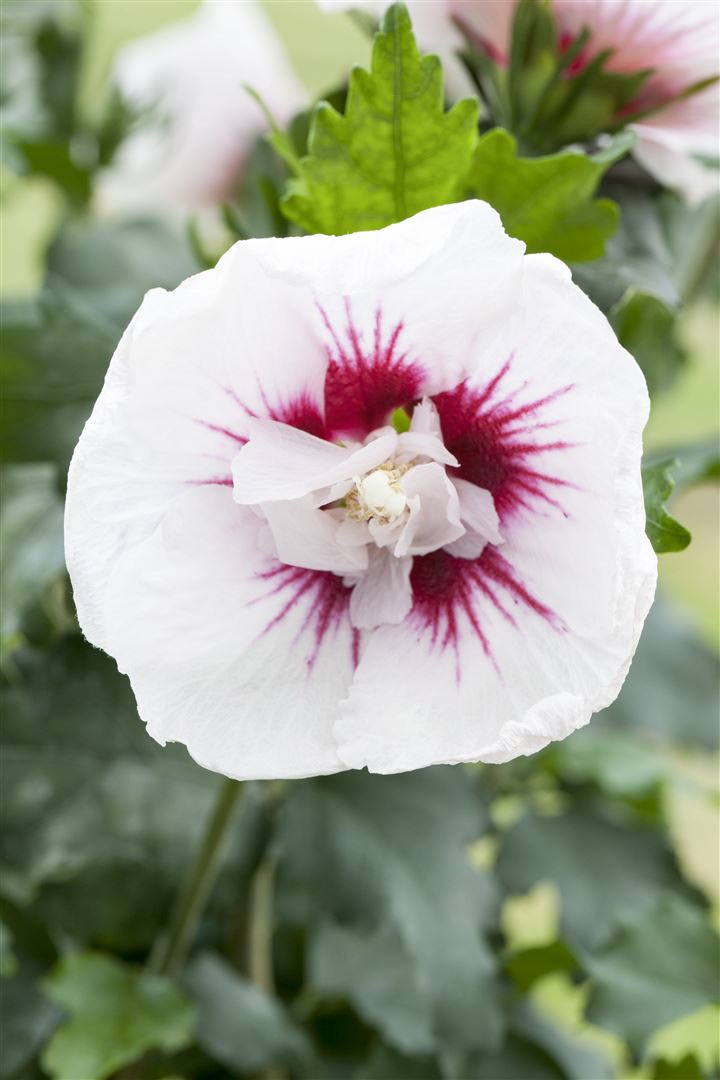 Hibiscus syriacus 'Lady Stanley', Roseneibisch, rosa-wei&szlig;, 60&ndash;80 cm - Bild 1