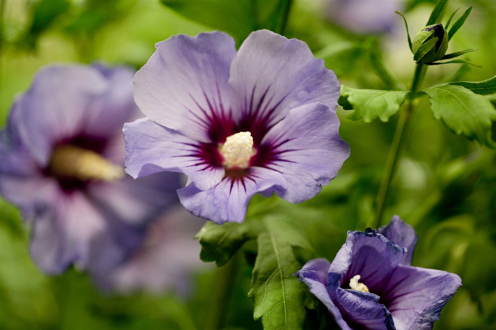 Hibiscus syriacus 'Marina', Gartenhibiskus, blau, 60&ndash;80 cm - Bild 1