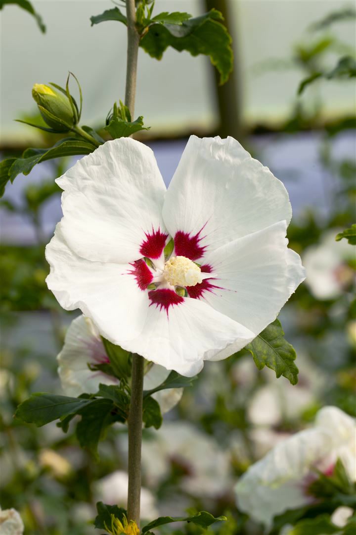 Hibiscus syriacus 'Red Heart', Gartenhibiskus, wei&szlig;-rot, 60&ndash;80 cm - Bild 1