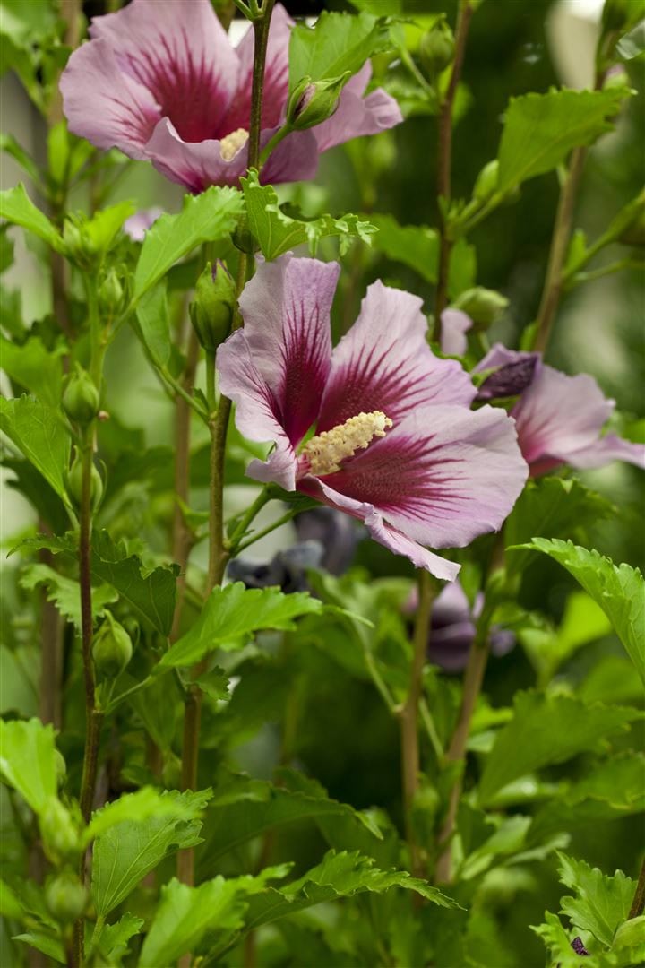 Hibiscus syriacus 'Russian Violet', Gartenhibiskus, violett, 80&ndash;100 cm - Bild 1